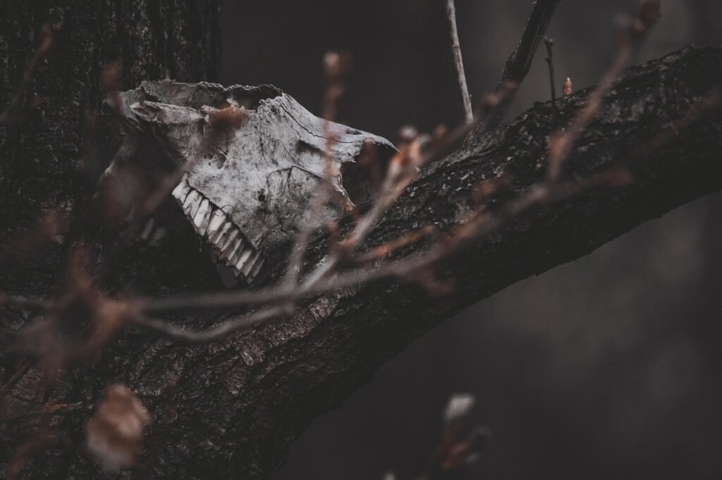 An animal skull, weathered and bleached white, rests wedged in the dark, textured bark of a thick tree branch. The scene is set in a moody, dim forest with thin, budding twigs in the foreground and a soft, dark-toned bokeh background that evokes a somber and mysterious atmosphere.